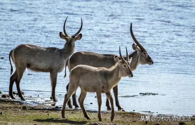 鬼獒王咬死狮子图片:非洲草原的狮子为什么见了羚羊绕道走，是因为害怕吗？