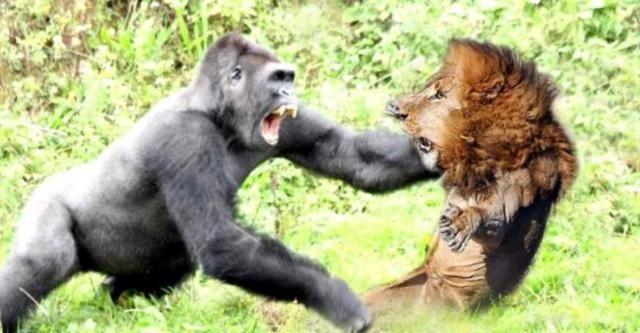 克罗斯河大猩猩:狮子和老虎是因为打不过大猩猩，才不敢吃大猩猩吗