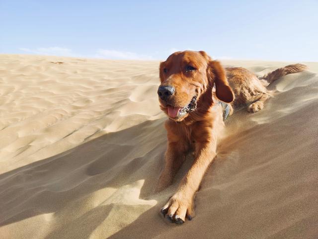 大型宠物犬品种大全及图片:什么大型犬颜值高还护主？