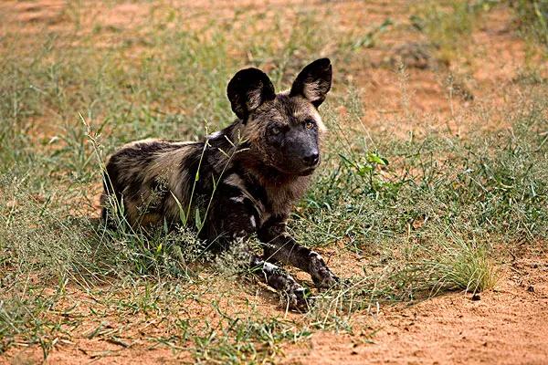 澳洲野犬长途奔袭30公里:如果把20只作战的警犬放进非洲大草原里，它们能存活一个月吗？
