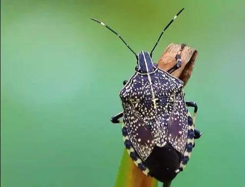 打屁虫多少钱一斤_养殖打屁虫联系方式