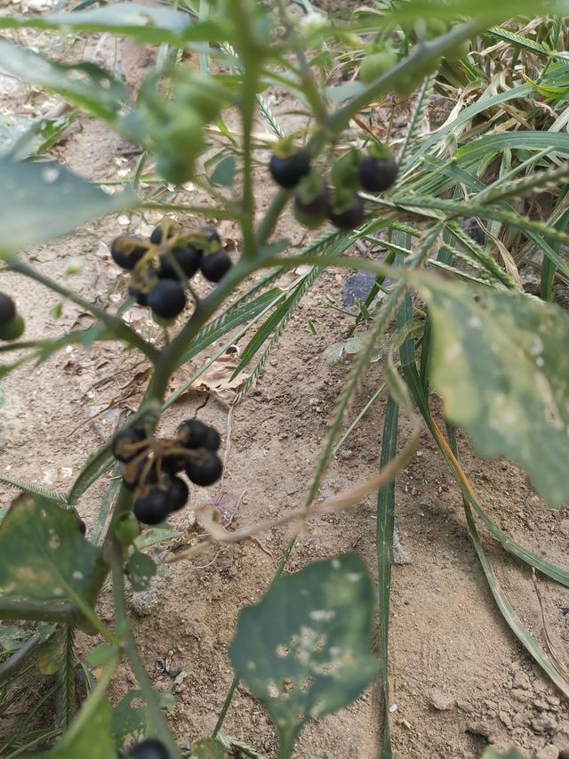 土名:野辣子,天落灯,野辣茄姆,老鸦眼睛草.