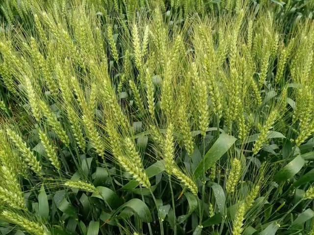 如果农民不种地了,谁来养活我们,农民是我们的衣食父母对吗？