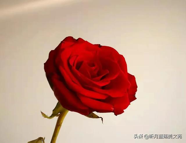 几百和几千的羽绒服,到底差在哪里？