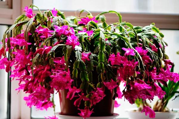 蟹爪兰该怎么养