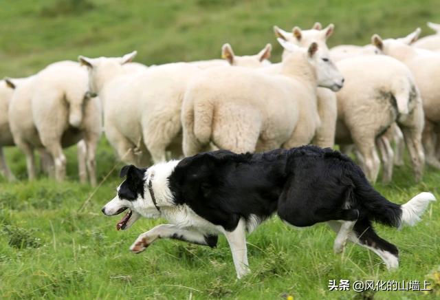 爱尔兰猎狼犬市场价格:为什么狼群不敢攻击有牧羊犬保护的羊群？狼群难道打不过一条狗？