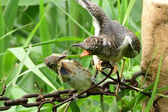 渡渡鸟重新发现，被鸦鹊养大的杜鹃鸟，到底会认谁做父母