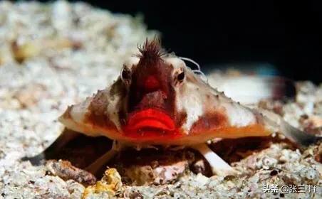 皱鳃鲨海里游泳:大海里到底存在着多少不为人知的恐怖生物？