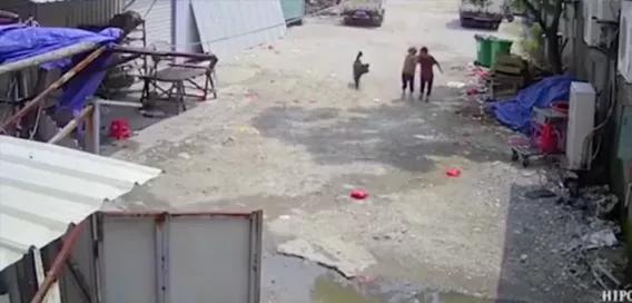 重庆藏獒伤人:如何看待福建漳州七旬老人被恶犬撕咬至死，狗主仅愿赔10万？