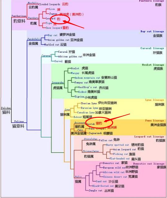 猎豹属:猎豹和花豹有什么区别？谁更强一些？会互相攻击或者交配吗？