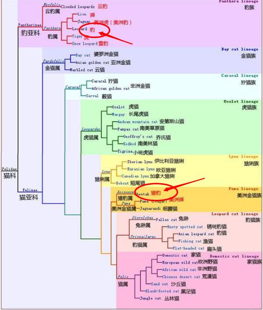 花豹:猎豹和花豹有什么区别？谁更强一些？会互相攻击或者交配吗？