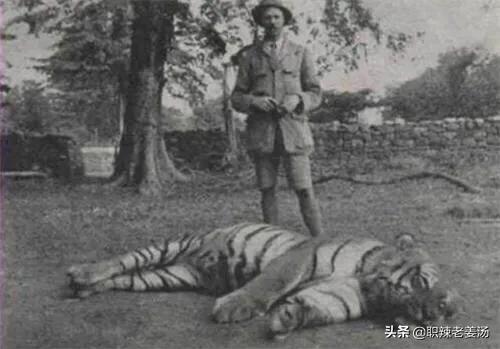 追踪那野兽 恐锤:为什么吃过人的老虎被击毙，咬死人的老虎是放生？差别在哪？