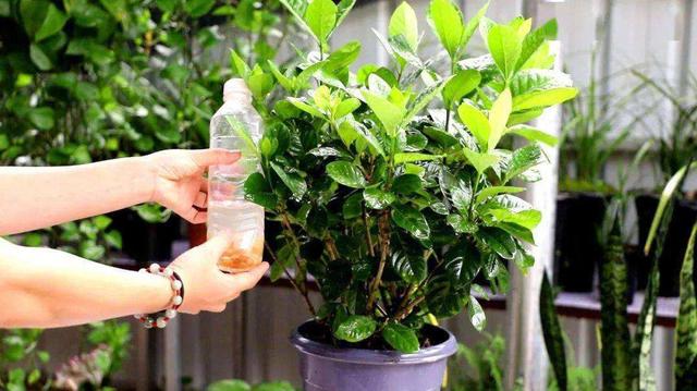 观叶植物:观叶植物的叶子为啥长不大？
