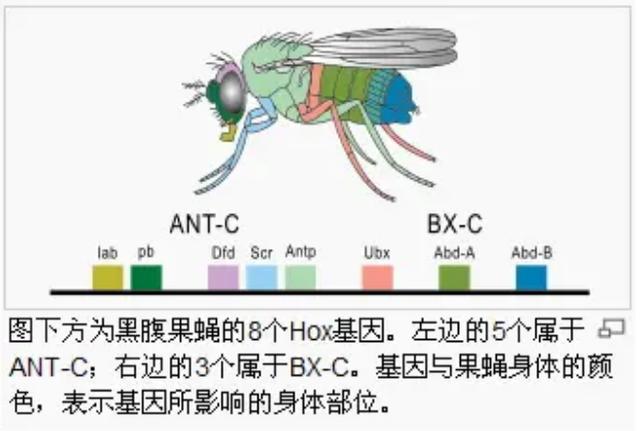 钩盲蛇吞食蚯蚓:蟒蛇为何都是无毒蛇？最初存在的有毒蟒蛇是如何被自然淘汰的？