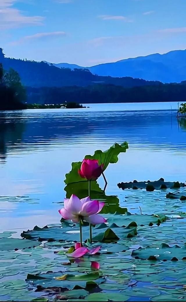 你见过的古诗词中哪一句最美？插图10