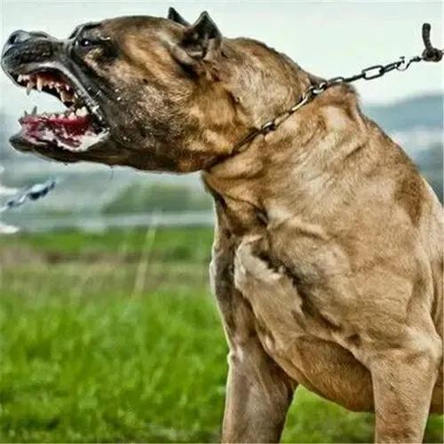 深圳流浪狗驿站虐狗:狂犬病致死率近100%，城乡养狗普遍，流浪狗泛滥，该怎么办？