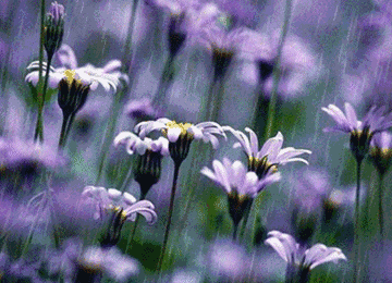 360_260gif 动态图 动图