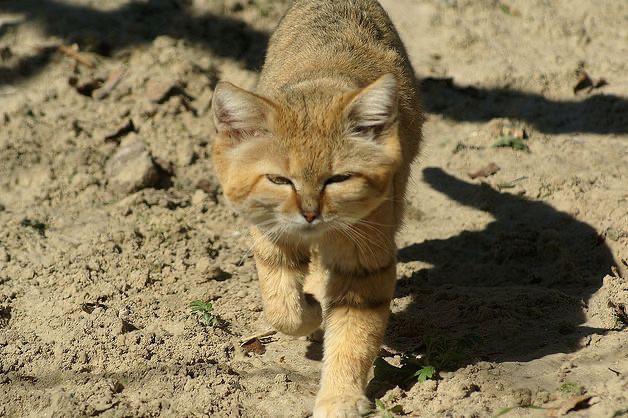 被称为“猎蛇”专家的“沙漠猫”，为什么可以一个月不喝水？插图13