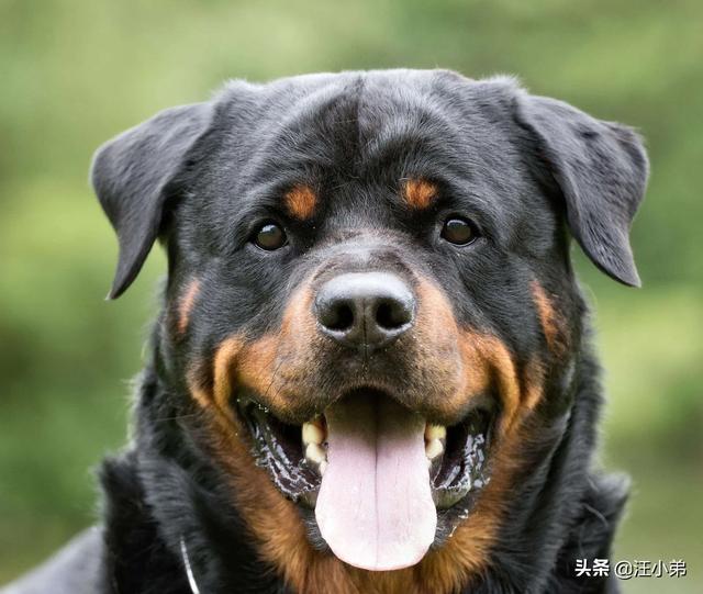 人和狗分开之后，狗狗还会记得以前的主人吗？插图67