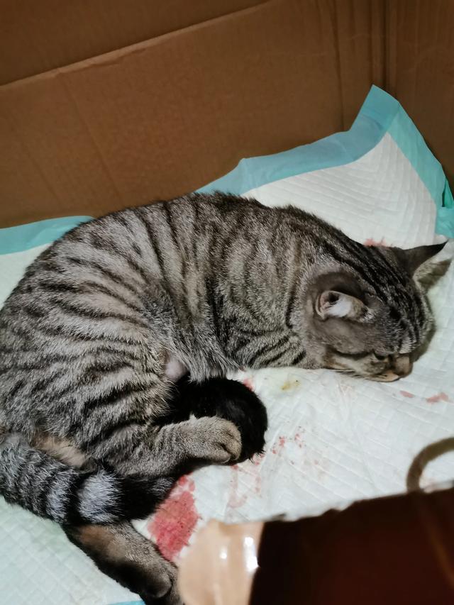 我们家猫咪快要生了，跟前跟后的一直望着我叫，给猫粮也不吃了。是什么原因？插图33