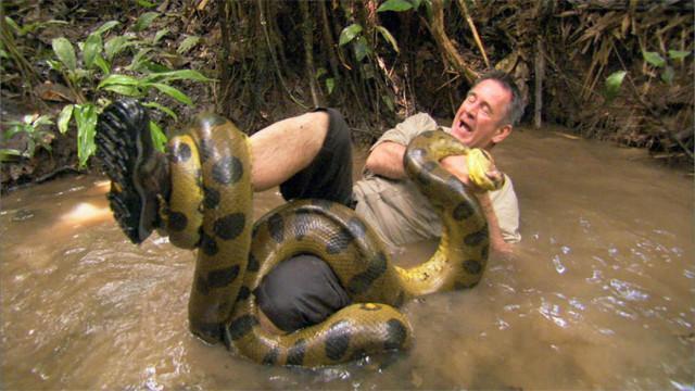 世上最吓人的一条蛇，进了巨蟒肚子还可能活着出来吗在野外遭到巨蟒袭击该如何应对