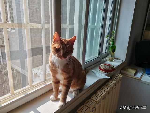 萌猫红小胖爆红网络:养一个胖猫是一种怎样的体验？