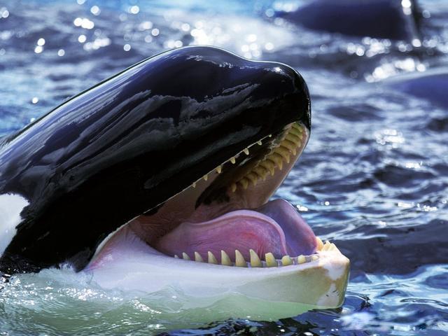 鲸鱼肚子里水怪，在海里面游泳不小心被鲸鱼吞到肚子里，生还的几率是多少