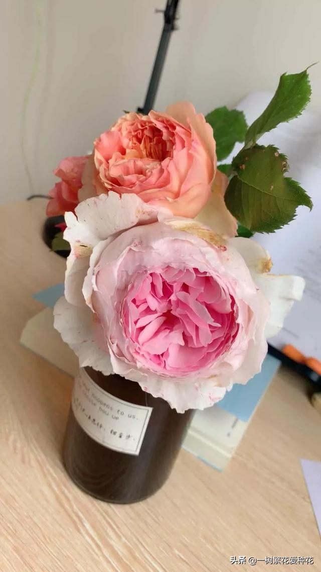 最香的几款月季品种是什么？插图121