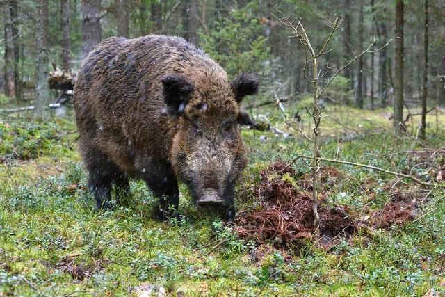 俄罗斯巨型野猪图片图片