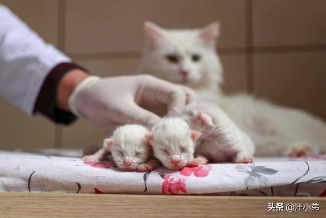 暹罗猫图片:猫咪第一次生小猫，死胎的几率大不大？