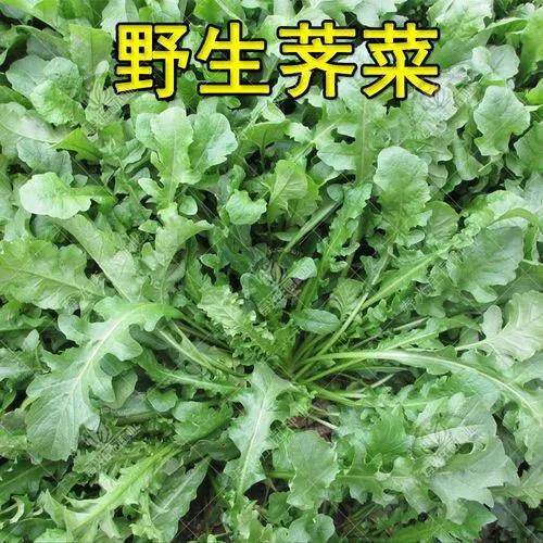 朋友,您那里有哪些野菜,可以介绍一些名字和功能吗？