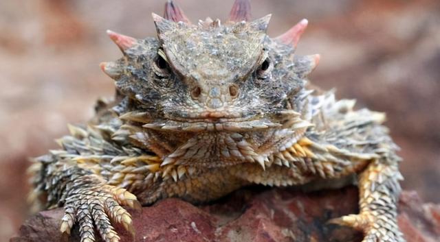 蜥蜴喷血是怎么做到的?