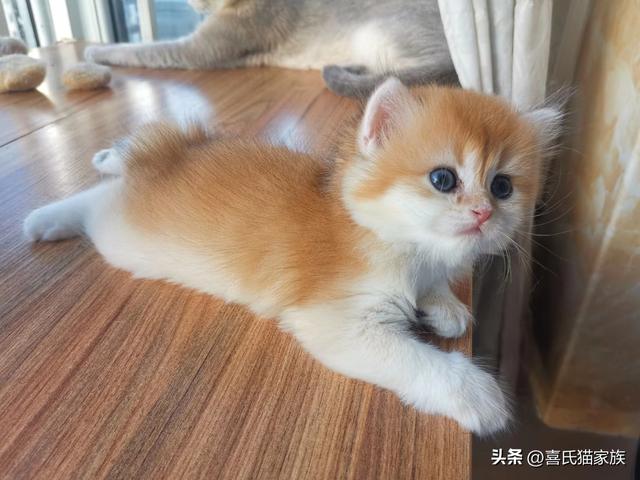 猫发情 叫声:母猫发情时到底是种什么体验？
