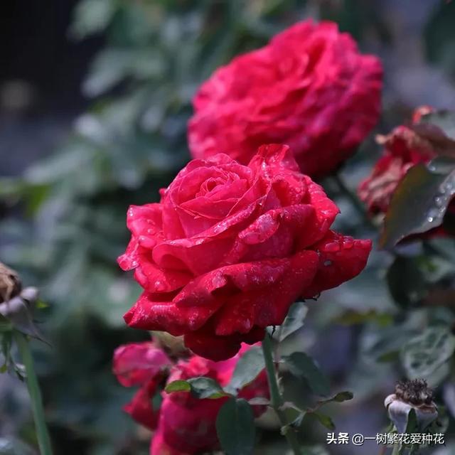 最香的几款月季品种是什么？插图113