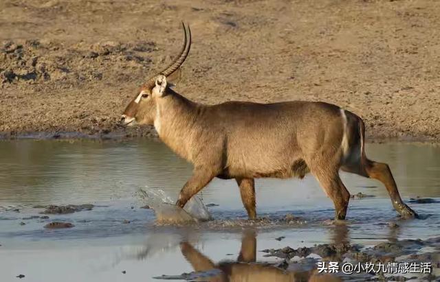 鬼獒王咬死狮子图片:非洲草原的狮子为什么见了羚羊绕道走，是因为害怕吗？