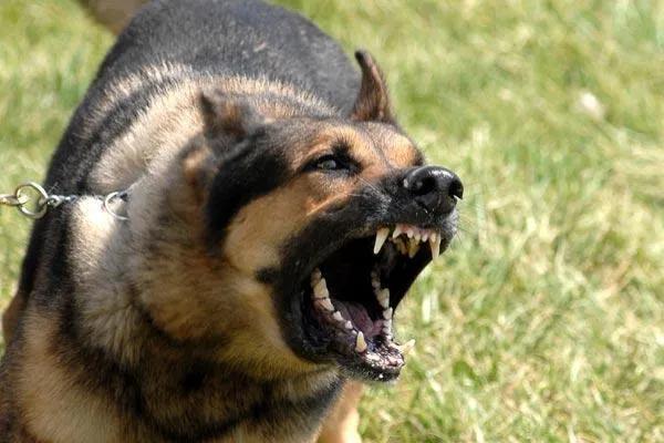 藏獒吃人事件:你知道藏獒犬不适合家养的原因吗？
