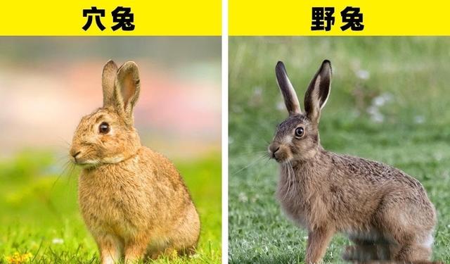 春季兔脚是不是春兔:农村老话“春不捡鸡，腊不捡兔”啥意思？冬天为什么不能捡兔子？