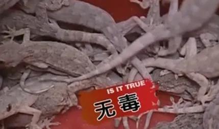 黑鳍蛇鲭红眼睛:为什么说壁虎是五毒之一？它有什么毒？