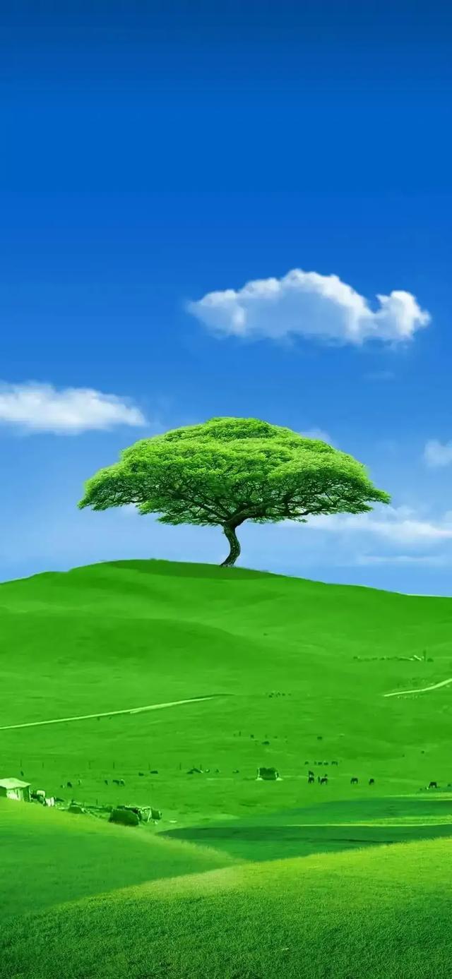 能否分享一下翡翠绿颜色的壁纸?-惠修网