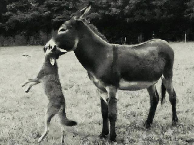 法兰德斯牧牛犬搏斗:牧民把狗戴上防狼项圈，这个真的有用吗？狼难道不会攻击狗屁股？