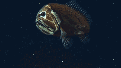 深海皱鳃鲨:科学家们将三只短吻鳄沉入深海，结果令人恐惧！海怪真的存在吗？