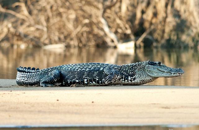 水獭是不是猫科动物:亚马孙河流域中，水獭实力能排在第几位？