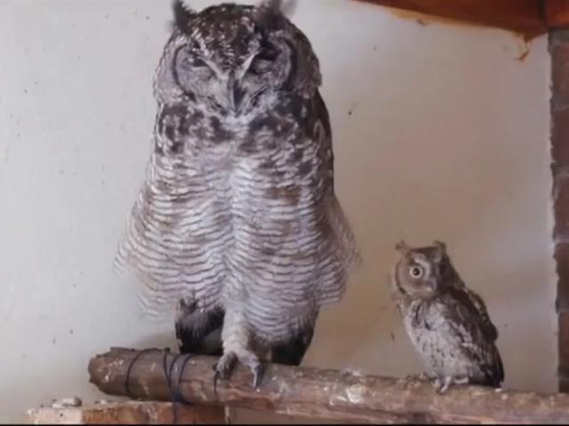 大家听过或经历过最感人的动物报恩的故事是什么？插图17