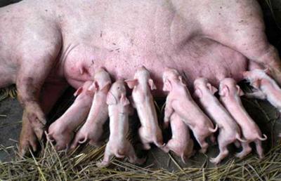 养猪巧用甘草粉比抗生素强百倍，“禁抗”“限抗”之后，养猪如何应对疫病