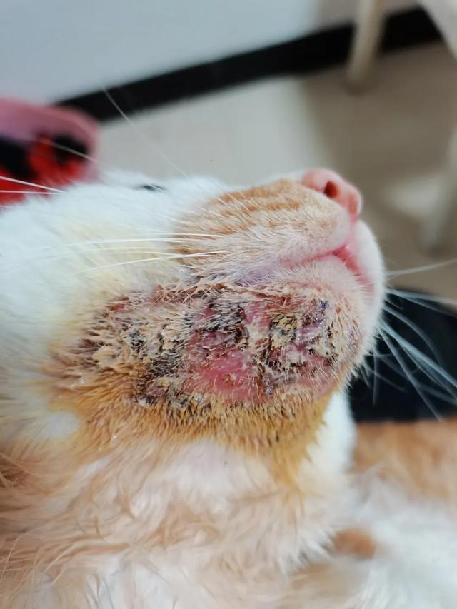 银渐层猫:银渐层猫贵贱看尾巴 家养银渐层皮肤反复出问题，已花费3千多，该不该继续治下去？