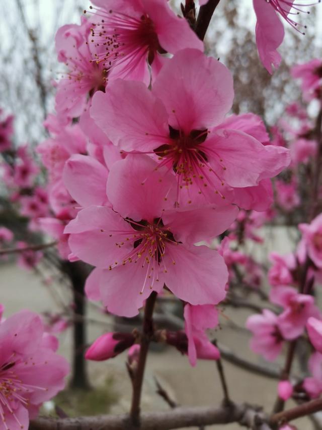 你拍过的最美的关于春暖花开的照片是什么样子的？