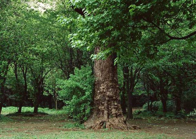 定制衣柜什么牌子板材好？插图1