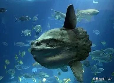 皱鳃鲨海里游泳:大海里到底存在着多少不为人知的恐怖生物？
