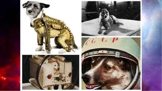 莱卡犬打猎视频:第一只进入太空的狗，在宇宙飘了63年，人类为什么要毒死它？