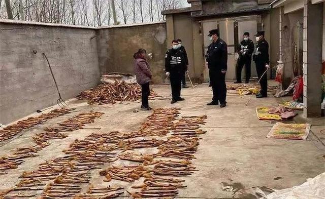 2014白博美混狐狸狗价格:你们的柴犬都是花了多少钱买的？
